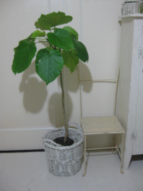 c0085916_1284840.jpg