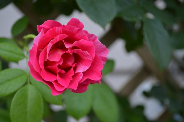 d0096422_11301669.jpg