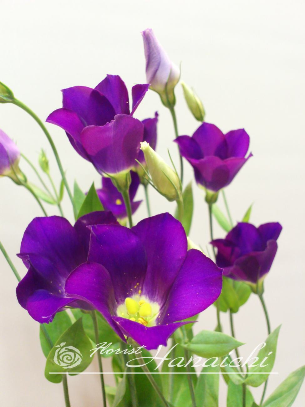 毎日暑い日が続きます Guarendo Di Un Fiore 花市はな日和 毎日暑い日が続きます Guarendo Di Un Fiore 花市はな日和