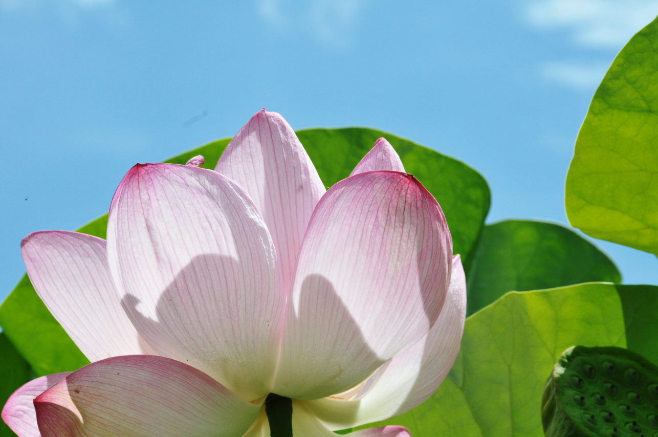 地中蓮華 白秋の黄昏