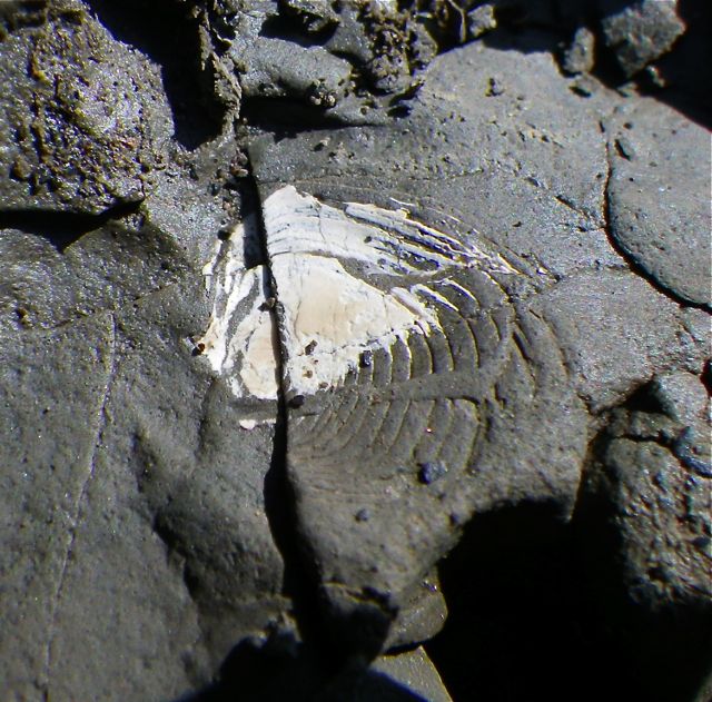 e0290546_30576.jpg