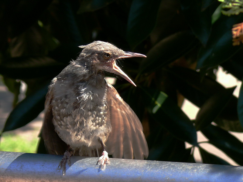 ヒヨドリの幼鳥_d0191555_12263075.jpg