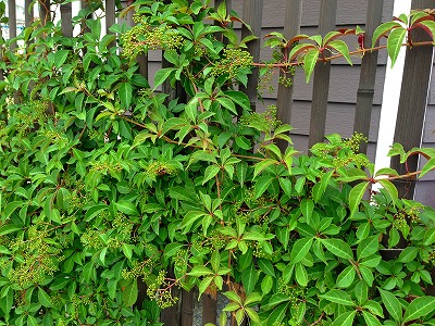 e0001860_936124.jpg