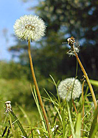 庭の花「タンポポの一生」_b0048463_163537.jpg