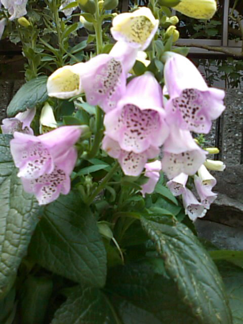 f0061067_2133457.jpg