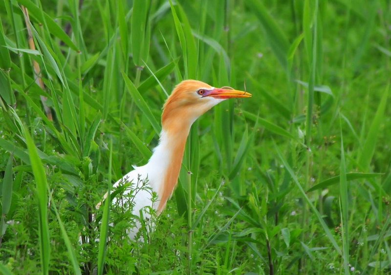 アマサギの食事風景_e0330871_8321053.jpg