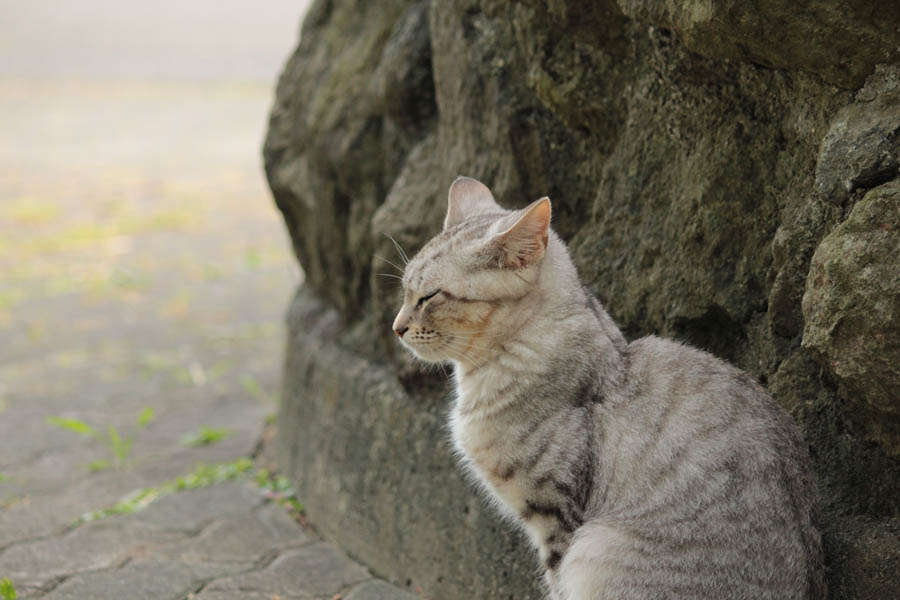    公園に住むニャンコ_e0243382_12152425.jpg