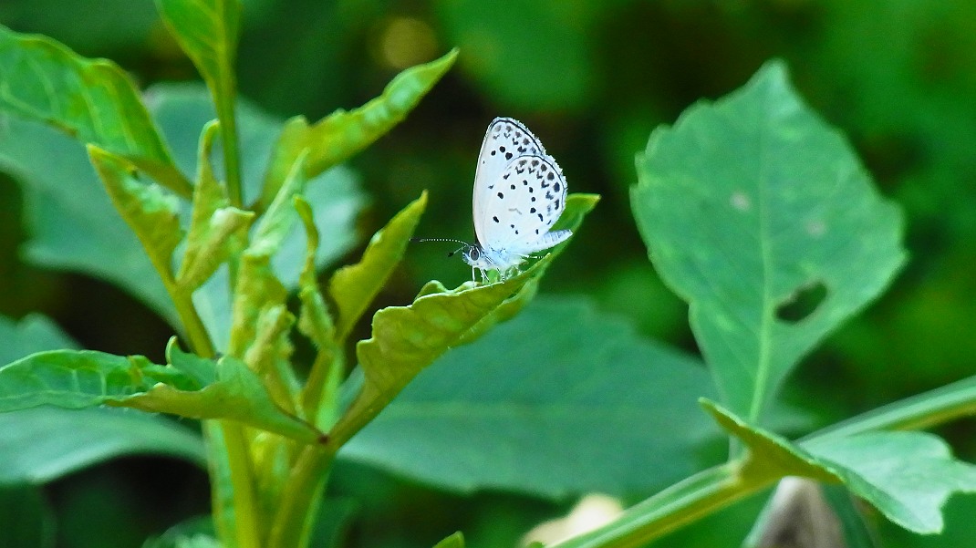a0152692_18533283.jpg