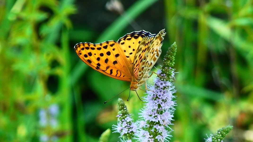 a0152692_18563947.jpg
