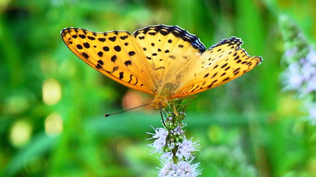 a0152692_18565520.jpg