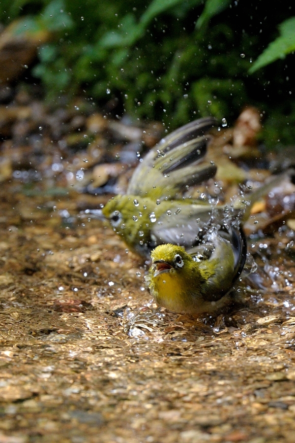 水場の鳥　キクイタダキとメジロ_e0261593_208423.jpg