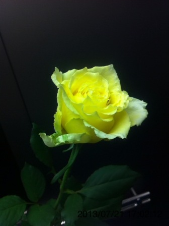 堂島リバービエンナーレ2013 Little Warter_f0083294_11411360.jpg