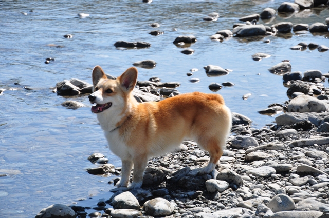 海の日わんわんキャンプ　沙流川オートキャンプ場　後編_f0212597_8261740.jpg