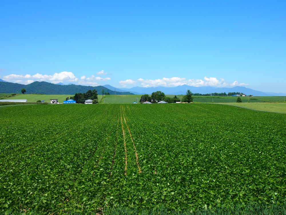 晴れの続く中札内村・・夏の緑の農村風景_f0276498_1921722.jpg