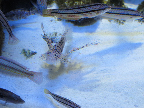 第６２回式年遷宮準備中の伊勢神宮を参拝し、鳥羽水族館へ・・・２_c0075701_2151531.jpg