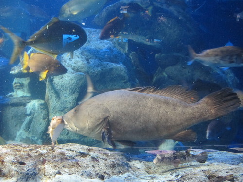 第６２回式年遷宮準備中の伊勢神宮を参拝し、鳥羽水族館へ・・・３_c0075701_22563445.jpg