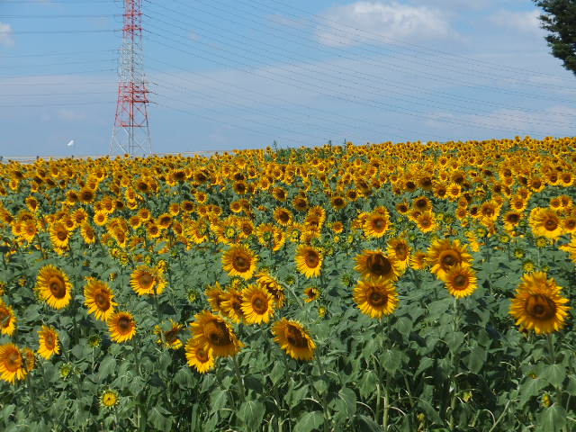 a0271502_16273581.jpg