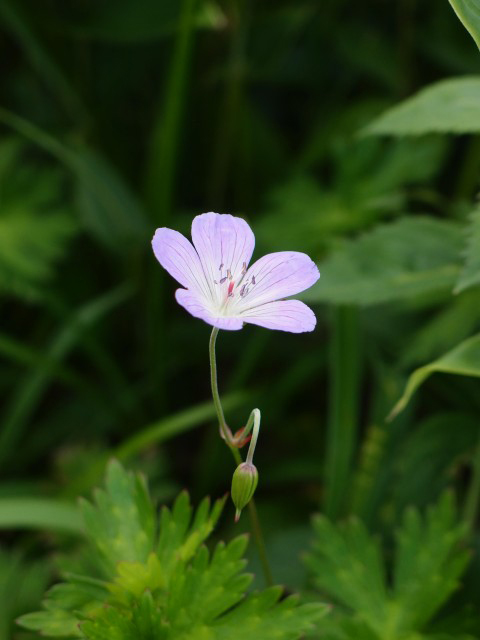 e0039703_2301363.jpg