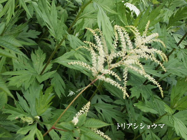 e0039703_23163828.jpg