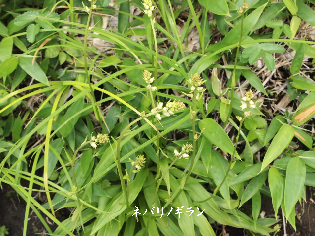e0039703_2325110.jpg