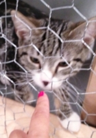 アメリカで人気が高まる「ヨガ」と「猫ちゃん」の異色コラボ記事_b0007805_5283512.jpg