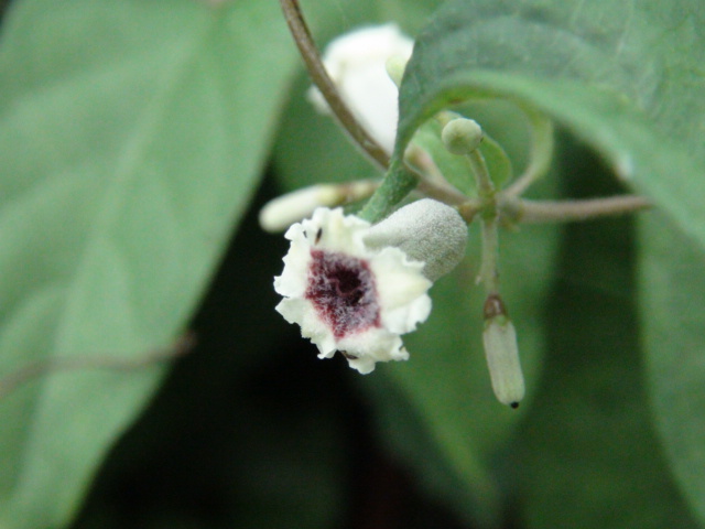 ヘクソカズラ（屁糞葛）の花…2014/7/23_f0231709_654135.jpg