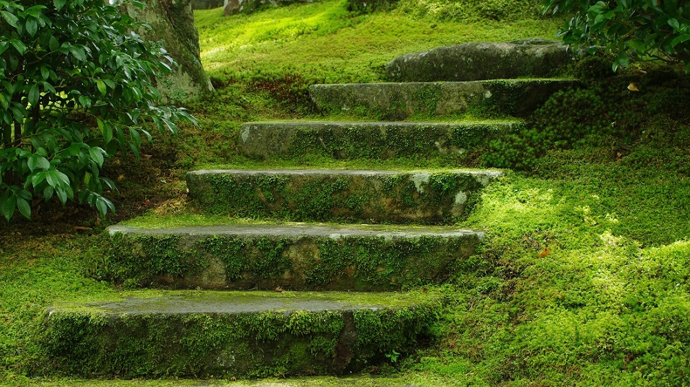 苔の庭 路上ビエンナーレ 苔の庭 路上ビエンナーレ