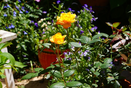 f0170524_6182021.jpg