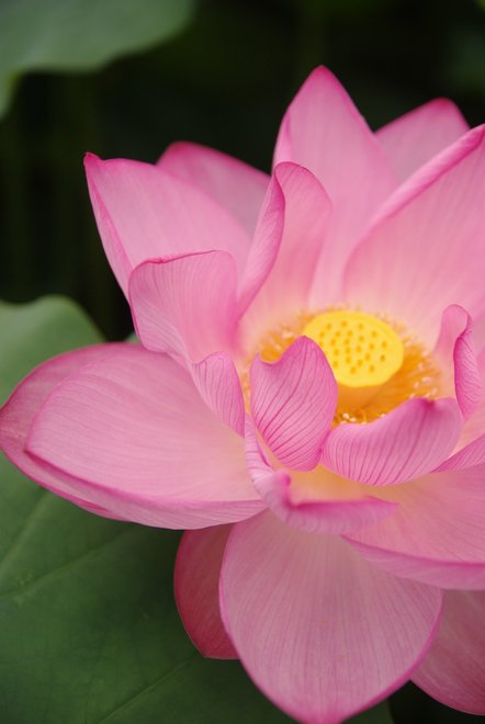 季節の花　蓮     定光寺　　　_e0171336_16201440.jpg