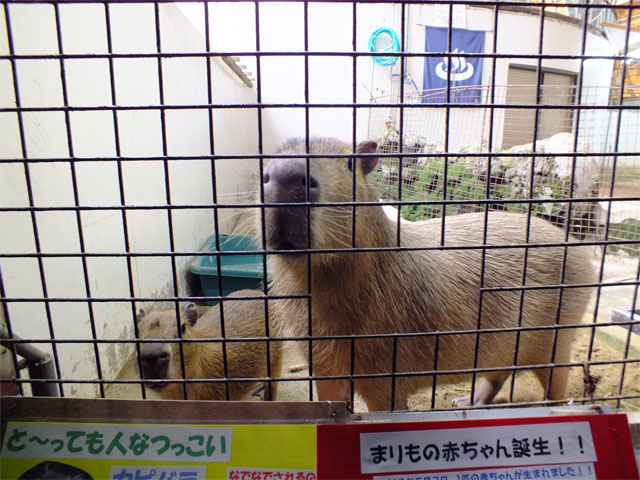 熱帯圏に夏が来た♪_a0179837_1793958.jpg