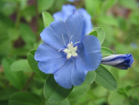 夏の花たち アメリカンブルー 瑠璃色古雑貨店