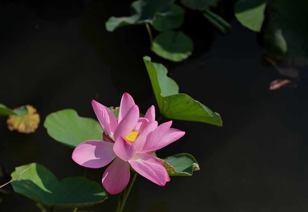 蓮華寺生池公園の蓮_a0264542_10503641.jpg