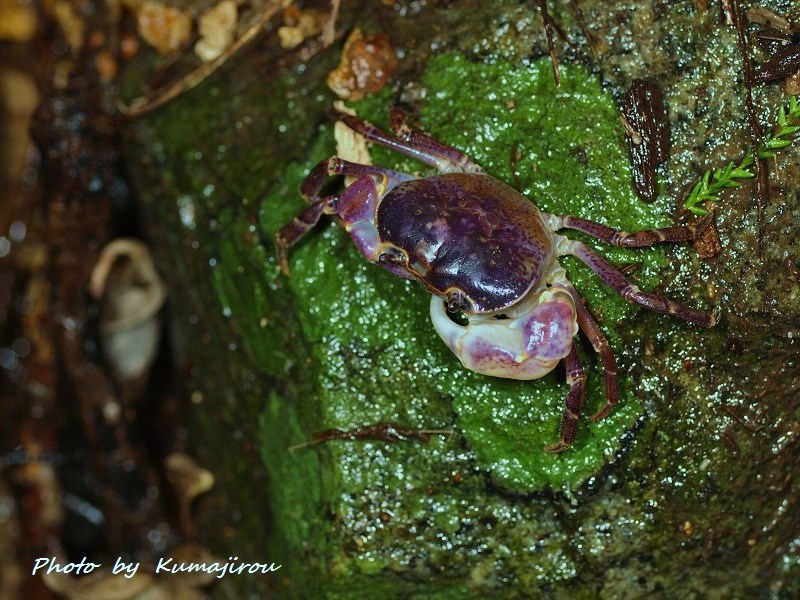 サワガニの一種 トカラ列島口之島産 くま次郎の やんばる日記 サワガニの一種 トカラ列島口之島産 くま次郎の やんばる日記