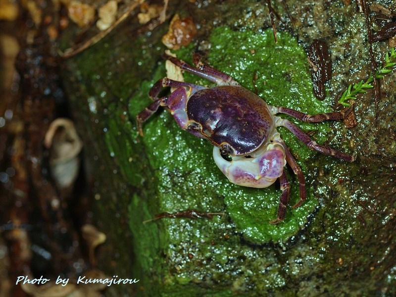 サワガニの一種　トカラ列島口之島産_b0192746_20204947.jpg