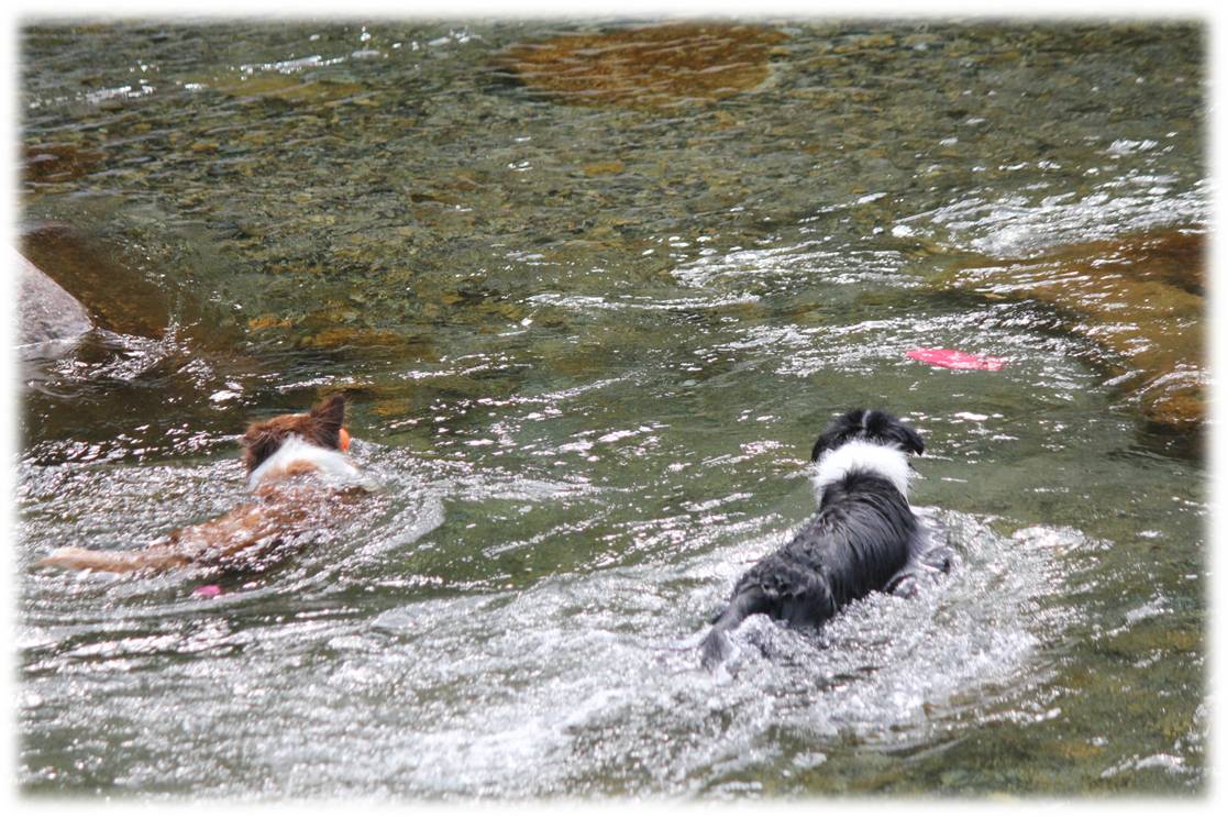 大芦川の上流で川遊び☆どんぐりは遺伝？！_b0245048_7324830.jpg