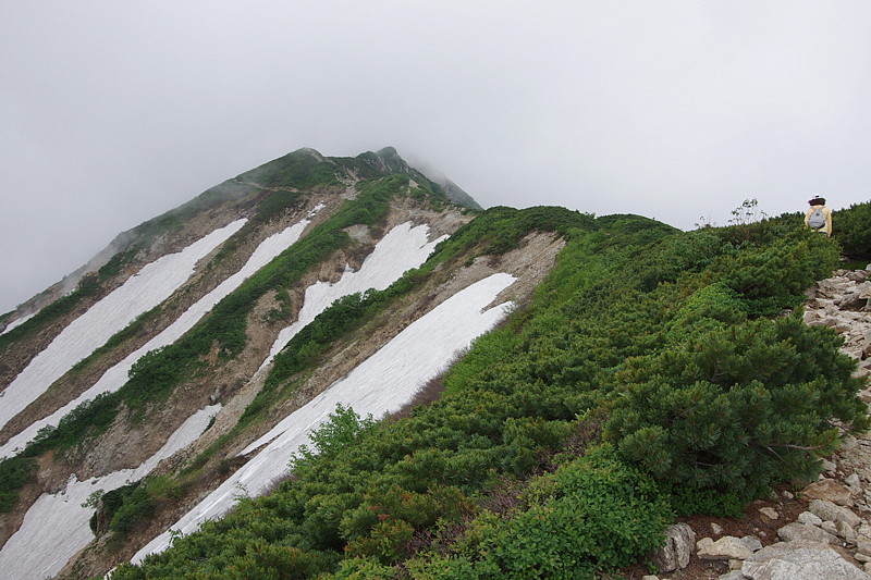 ２０１３．７．１７　長野県・北アルプス　唐松岳　タカネヒカゲ （２）　　　２０１３．７．２４（記）_a0181059_1719148.jpg