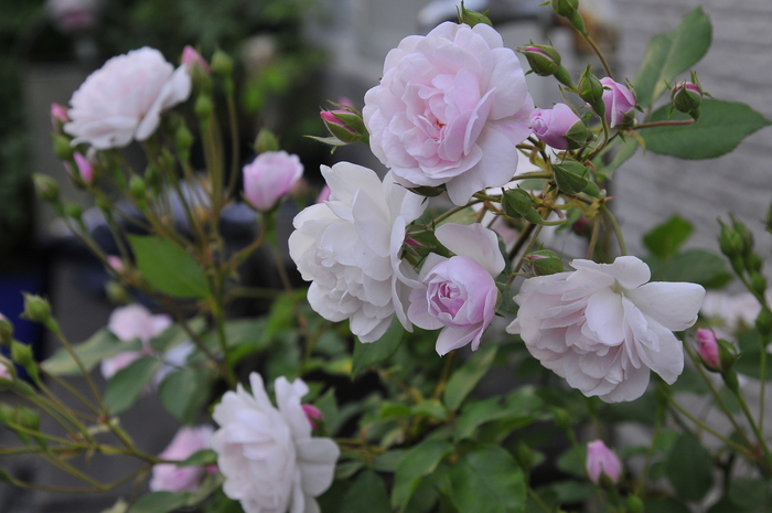 ブラッシュ ノアゼット 一番花 ｊｕｄｅの庭と薔薇のカヲリ