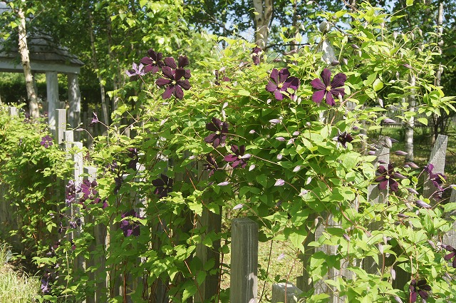 北海道　花の旅　１０　～えこりん村～_e0181373_21394726.jpg