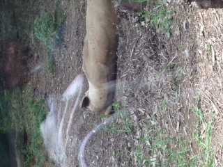里帰り。_d0178587_13122627.jpg