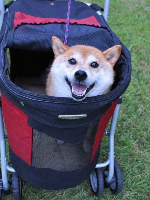 かぼちゃんは笑顔!!_a0126590_513178.jpg