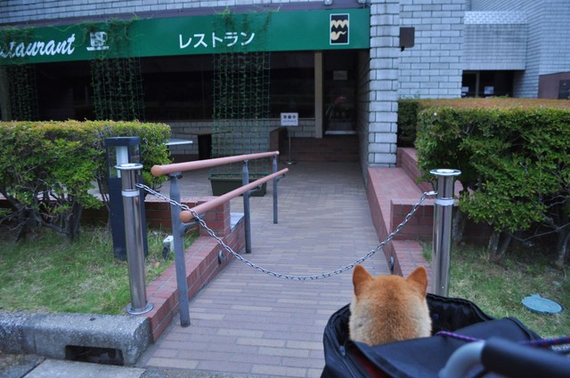 かぼちゃんは笑顔!!_a0126590_5145130.jpg