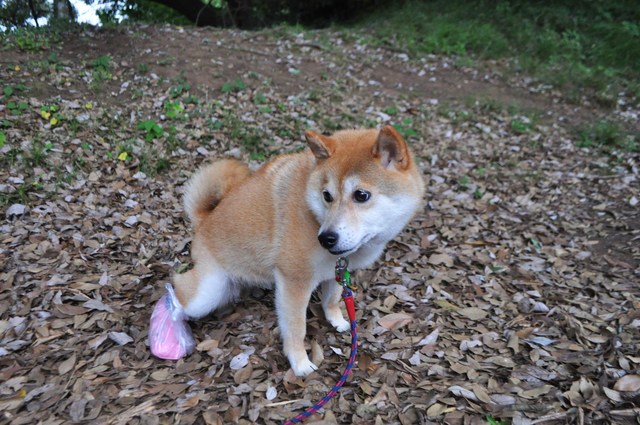かぼちゃんは笑顔!!_a0126590_56053.jpg