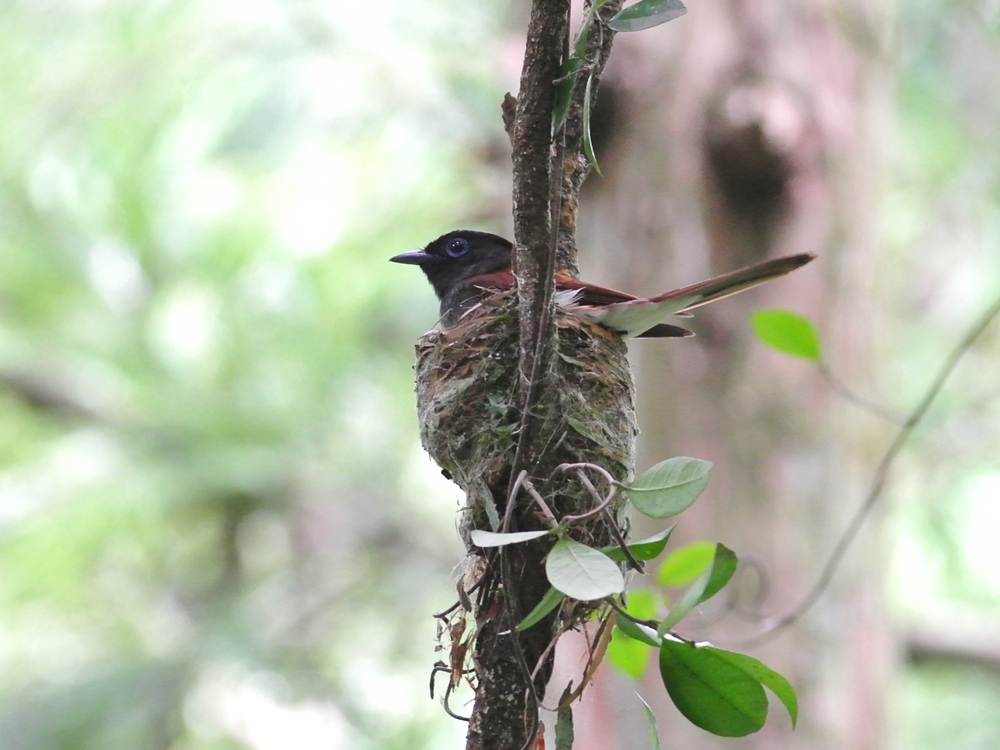 「もう一つの新しい巣」　サンコウチョウ（三光鳥）/Japanese Paradise Flycatcher_a0223993_0152918.jpg