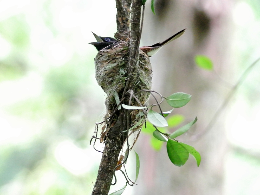 「もう一つの新しい巣」　サンコウチョウ（三光鳥）/Japanese Paradise Flycatcher_a0223993_0153797.jpg