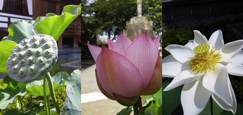 c0039501_16433029.jpg
