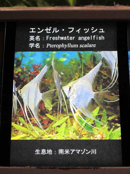 伊勢神宮を参拝し、名勝・二見浦を観光の後、鳥羽水族館へ（５）_c0075701_1858283.jpg