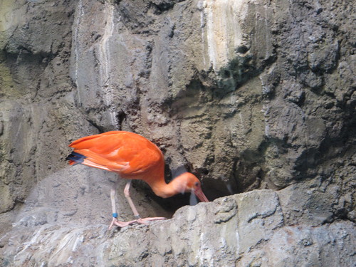 第６２回式年遷宮準備中の伊勢神宮を参拝し、鳥羽水族館へ・・・６_c0075701_1985520.jpg