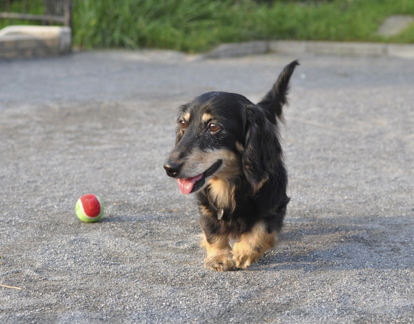 ハンサムおじいさん犬_e0007801_23566100.jpg