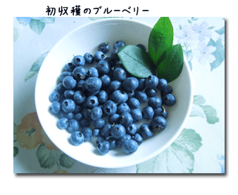 c0051105_231174.gif