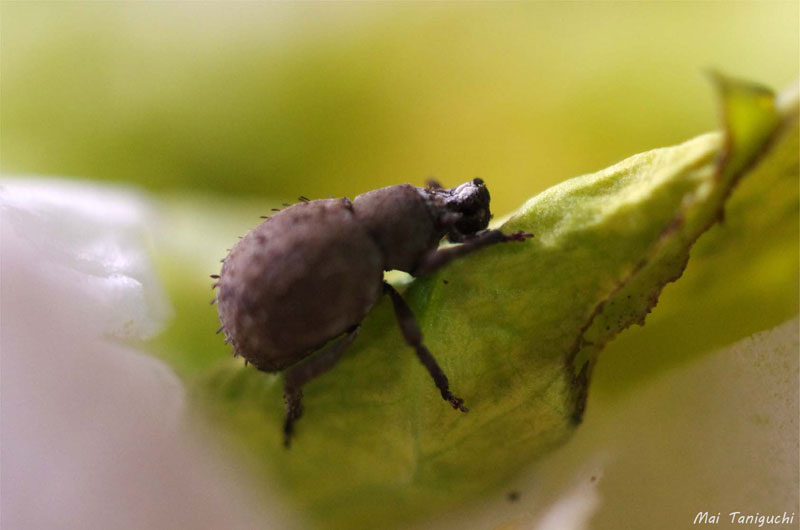 ヒョウタンゾウムシの頭に白いものが 昆虫ブログ むし探検広場